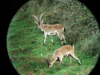 Beceite Ibex Hunting in Spain
